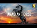 Arabian Horse Full Documentary History, Power & Beauty of the Desert Legend #dacumentry #horse