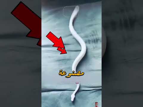 الثعبان والبطانيه انتبه