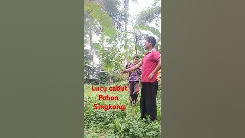 #lucu#ngakak gara-gara pohon singkong