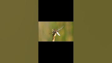 Chuồn Chuồn–Phi Công Vũ Trụ Của Thiên Nhiên! #animals #tintuc #petshorts #panda #amazinganimals