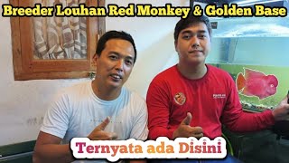 BREEDER LOuhan Golden base dan RM/Red monkey tersembunyi yg ada di Tangsel..Bizi series #story_vlog