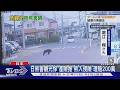 日本熊害經濟損失擴大! 產險推「熊入侵保險」最高理賠200萬｜TVBS新聞 @TVBSNEWS01