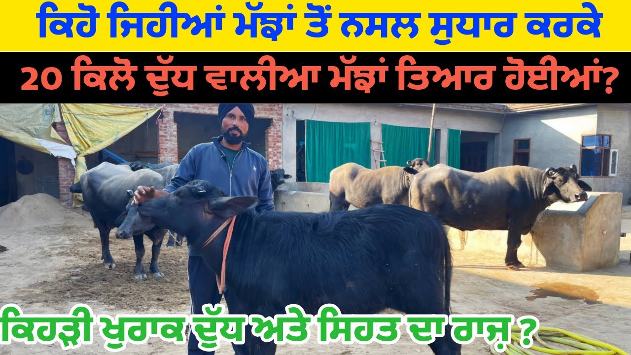 ਕਿਹੜੇ ਝੋਟੇ ਦੀ ਝੋਟੀ ਨੇ 20 ਕਿੱਲੋ ਦੁੱਧ ਦਿੱਤਾ||ਨਸਲ ਲਈ ਝੋਟੇ ਦੀ ਚੋਣ||ਪਸ਼ੂਆਂ ਲਈ ਕਿਹੜੀ ਖੁਰਾਕ ਫ਼ਾਇਦੇਮੰਦ||