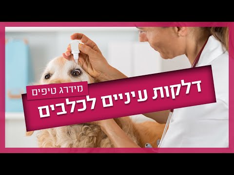 וִידֵאוֹ: כיצד לטפל בחתולים לדלקת הלחמית