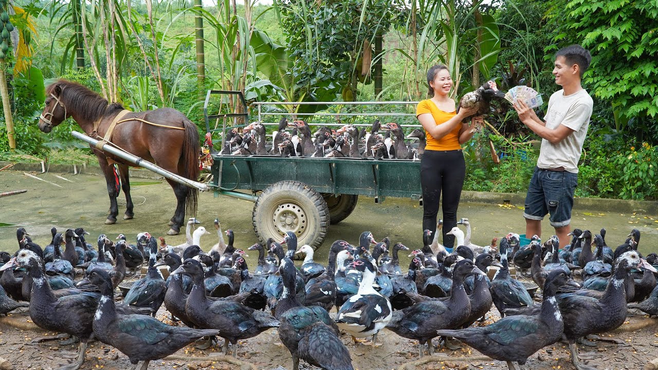 Buy A Lot Of Geese From The Farmer -- Use Horse Drawn Cart Transport Many Geese Goes To Sell