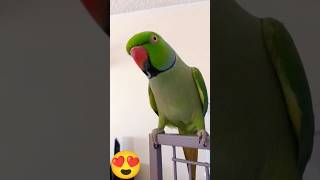 Indian Ringneck Parrot talking #talkingparot ##indianparrots