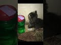 كارينا قبل وقعد قطط حب Cat Carena Cat Masa Cat Falfula Farawleh 