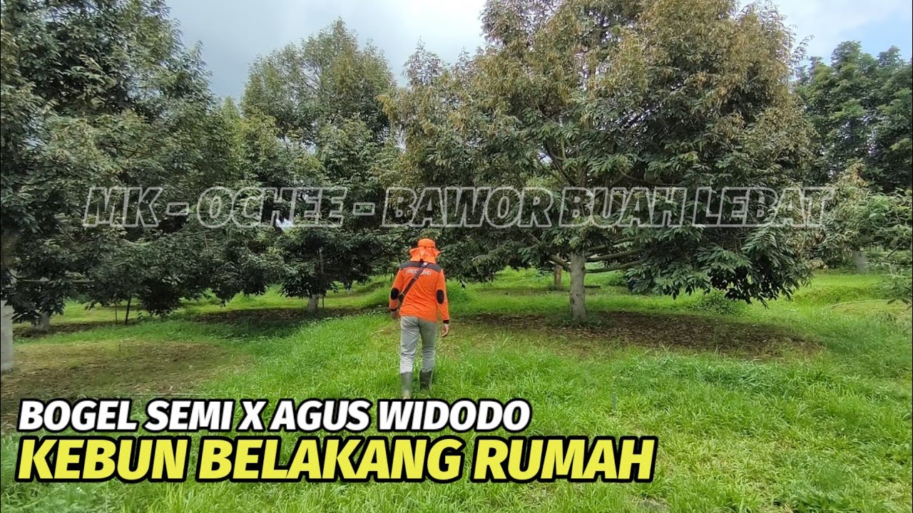 Menguras emosi ‼️Keliling kebun Agus Widodo yang ada di belakang rumah.