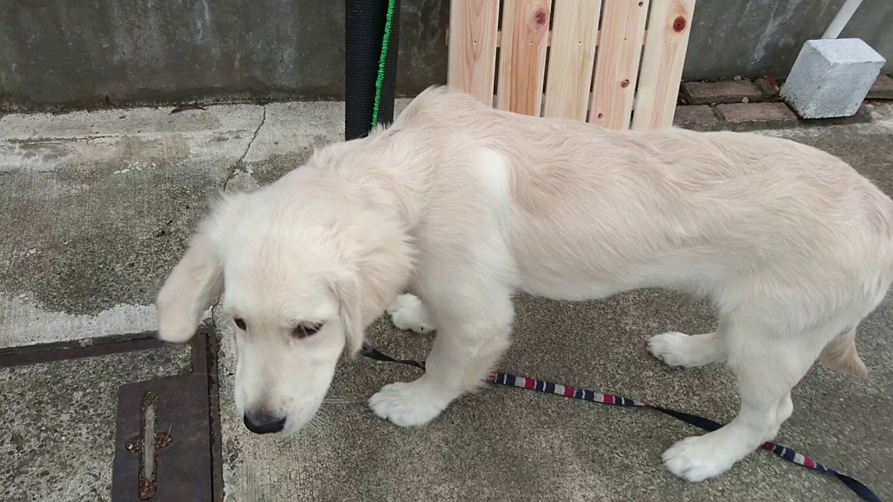 犬用スロープで車の乗り降りをする英国ゴールデンレトリバーギンちゃん 生後4ヶ月 Youtube