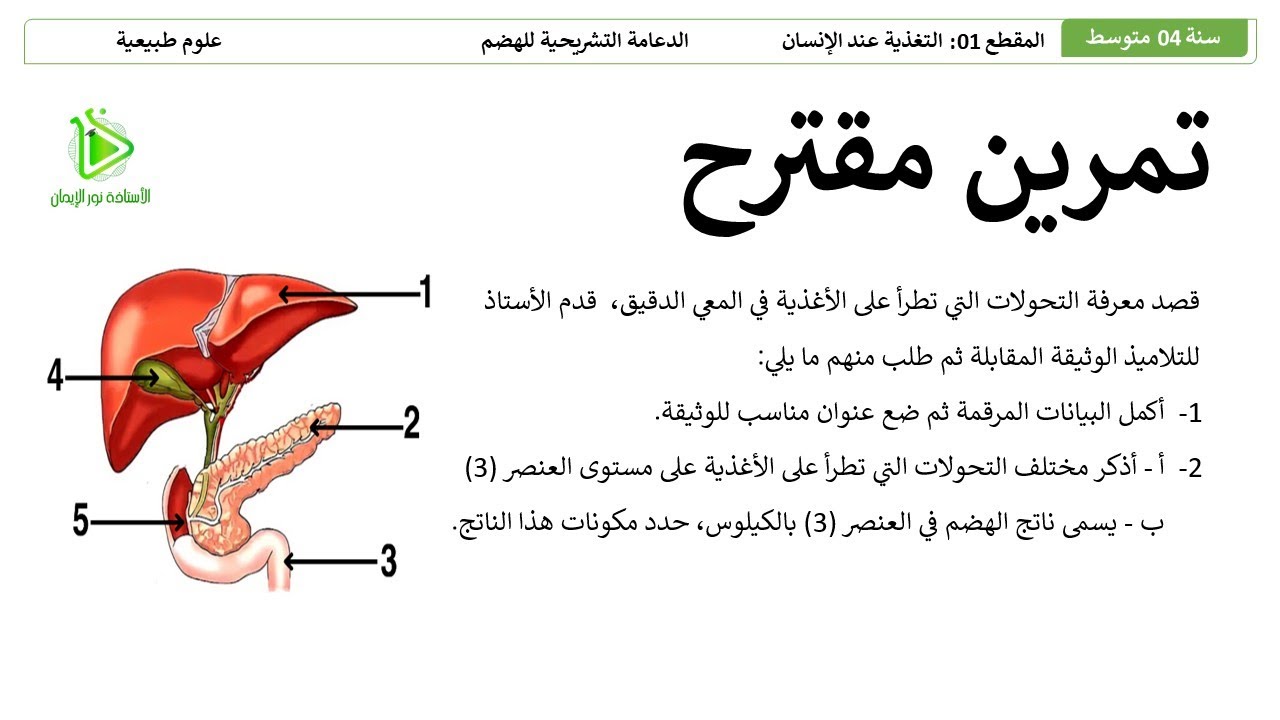 تمرين الإسترجاع المهيكل للمعارف حول الهضم على مستوى المعي الدقيق والغدد التي تصب فيه - سنة 04 متوسط