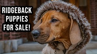 Rhodesian Ridgeback Puppies for Sale!