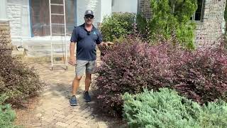 how to selectively prune Loropetalum part2