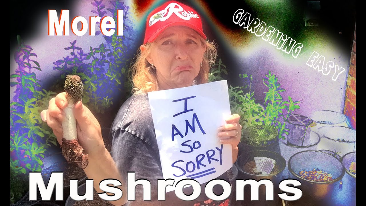 How To Grow Morel Mushrooms at Home in the Garden-SORRY We Hunt Find Locate Harvest Trash NOT Cook