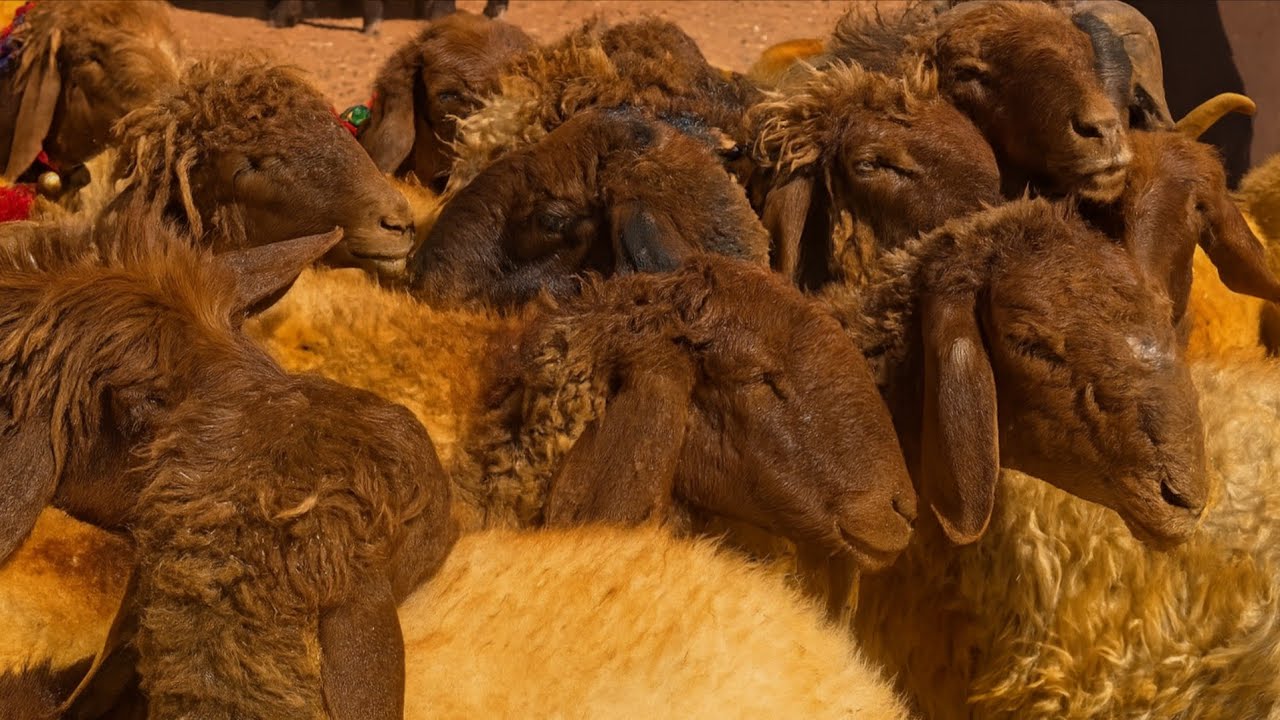 تحسن في سوق الماشية بالشمال السوري _ بازار الغنم في معرة مصرين 4/ 7/ 2025