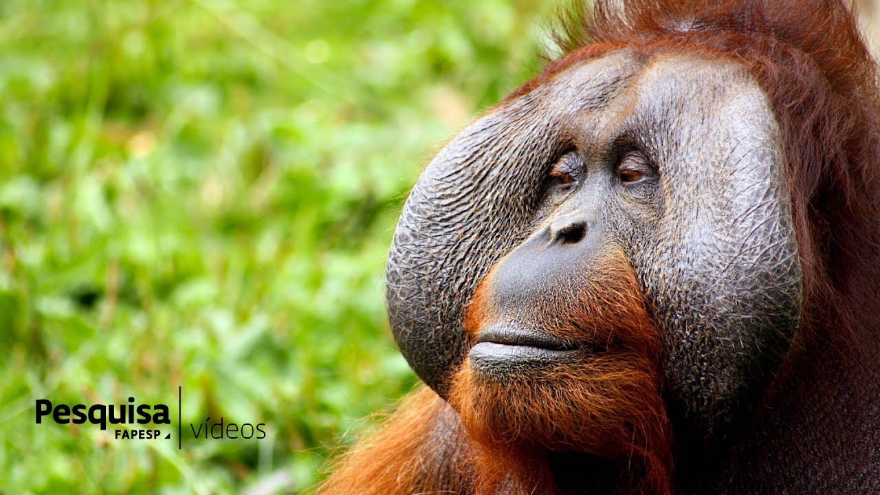 Macaco-aranha. Macaco Selvagem Isolado Com Cauda Longa Ilustração