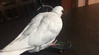 Buddy Skateboarding #birdslover #doves #buddy 