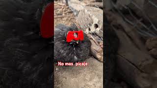 Buscando solución al problema de picaje #nature #farming #chicken #freerangechickens #animals