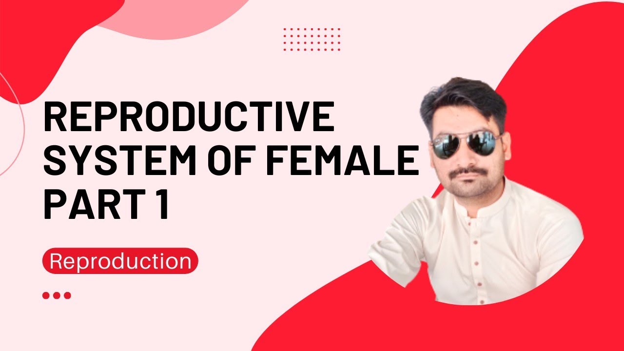 primary-secondary-sex-organs-reproductive-system-of-female-part-1