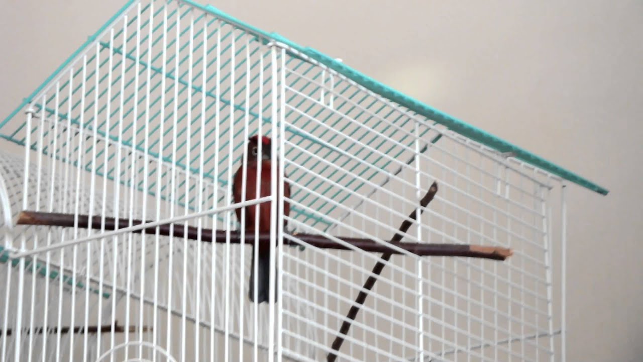 Red Crested Finch Singing