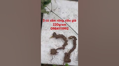 3 củ sâm rừng ngon khởi đầu 2025 tốt đẹp #sâm_ngọc_linh #sâm_ngọc_linh_rừng #sâm_ngọc_linh_rừng