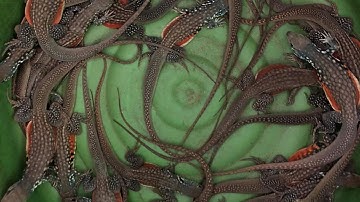 Bẫy Con Dông Cát | Bẫy Con Kỳ Nhông