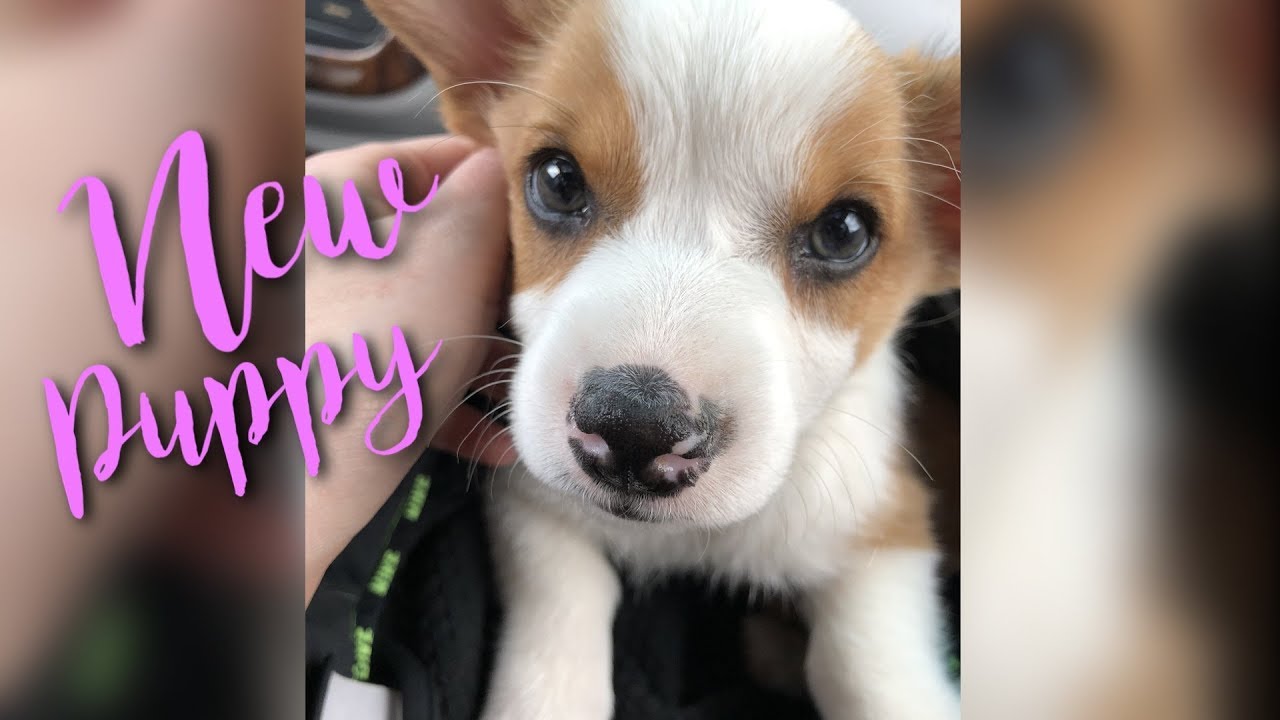 Picking Up Corgi PUPPY || March 16, 2018