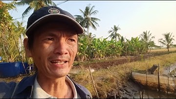 Tôm càng - Vuông tôm Vùng miệt thứ Kiên Giang - Thu hoạch ít tôm mà cá lóc lại nhiều.