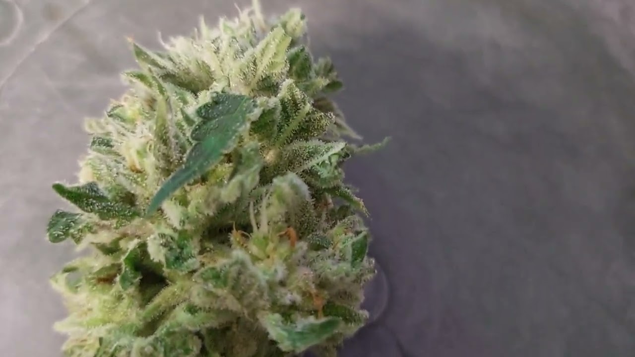 all about that Godfather O.G.