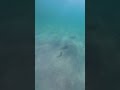 See what's swimming under a Navarre Beach pier #shorts