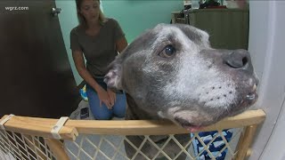 Lloyd Taco Factory Spends Day With 12-Year-Old Pit Bull Who Doesnt Have Much Time Left