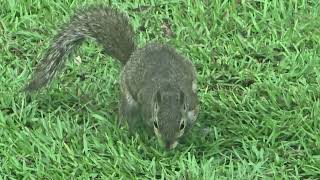 Wild Squirrel Buried An Acorn And Then It Rubbed Its Belly On The Ground