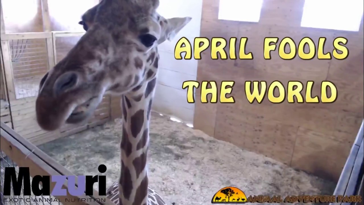 April the Giraffe Comedy Movie Trailer Parody (April Fools!)