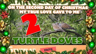 Facts About the European Turtle Dove (Day 2) | Facts | Stuff Lab
