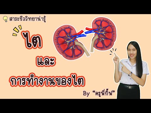 สาระชีววิทยาน่ารู้ เรื่อง ไตและการทำงานของไต