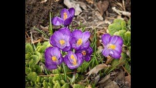 Signs of Spring with Relaxing Music