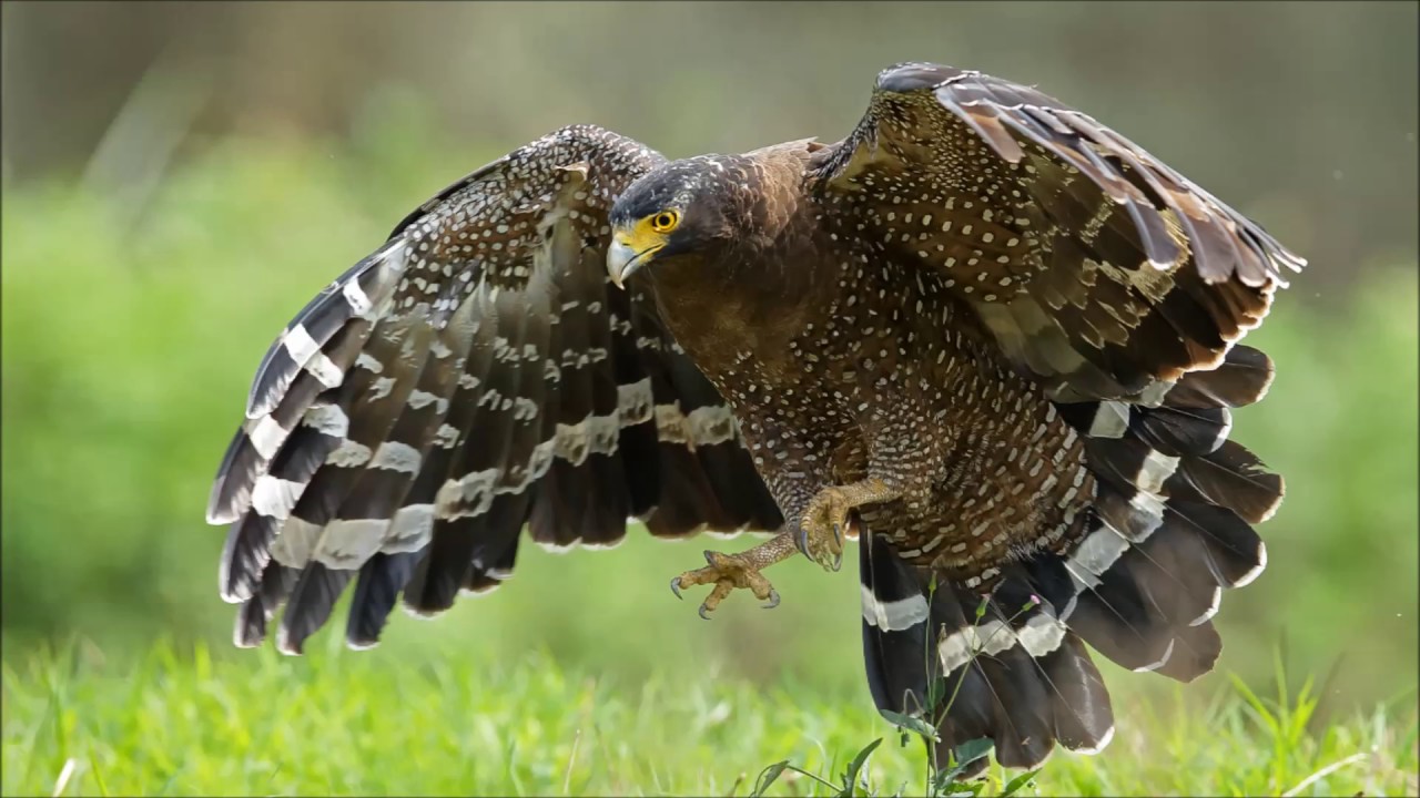 大冠鷲 Crested Serpent-Eagle 
