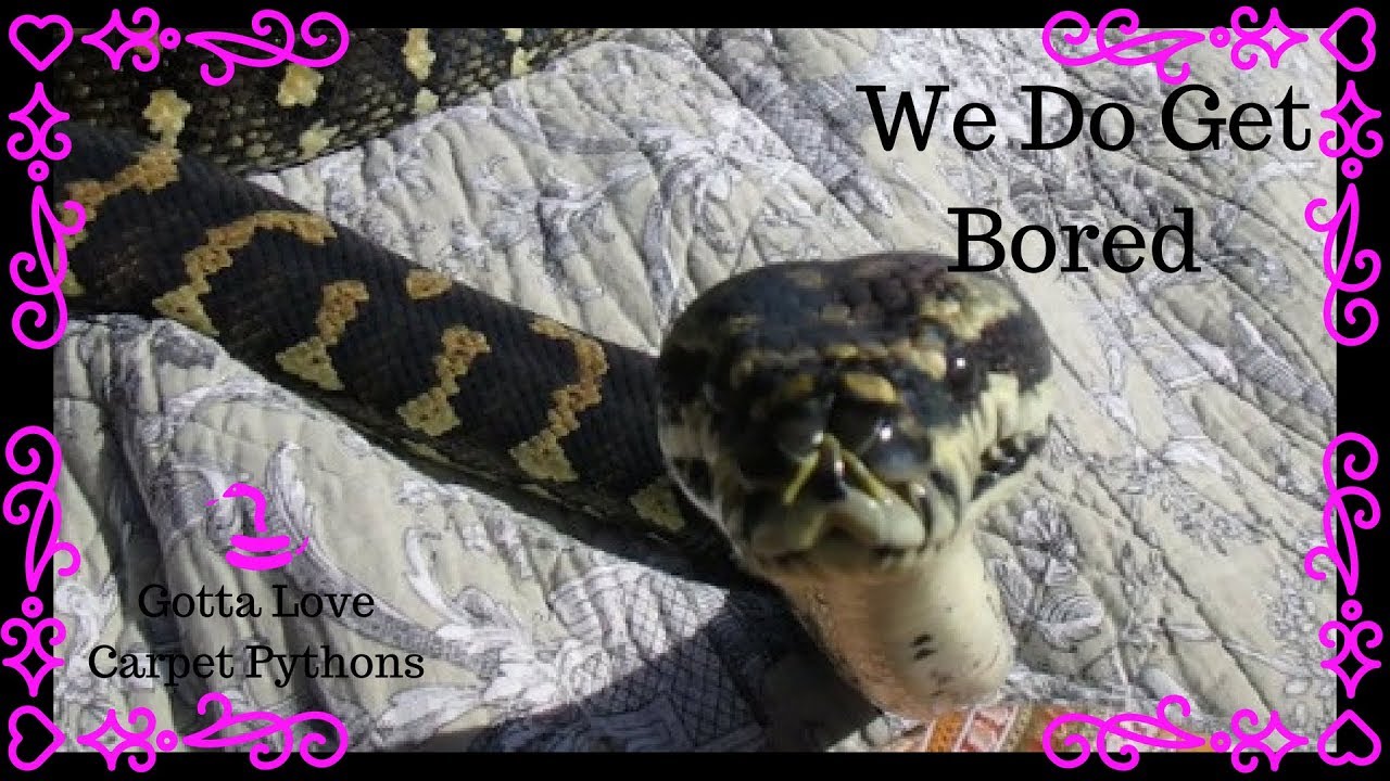Preventing Snakes From Being Bored YouTube