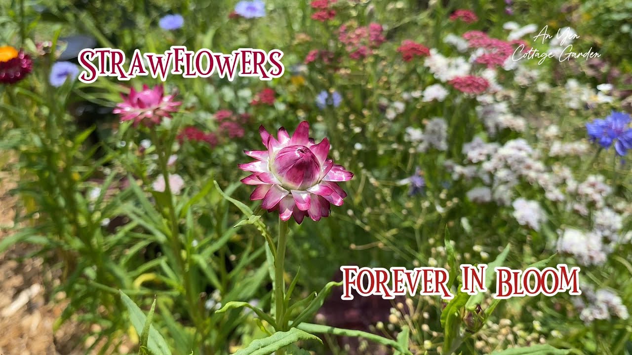 Everlasting Strawflower 🌼 Easy Flower to Grow From Seed | My Home Garden Favourite