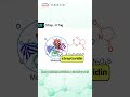 Common Protein Tags Explained (Part 2): Strep-II, HA, Myc, SUMO &amp; Fluorescent Tags! 🧬