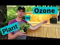 Can an Ozone Generator Kill House Plants?