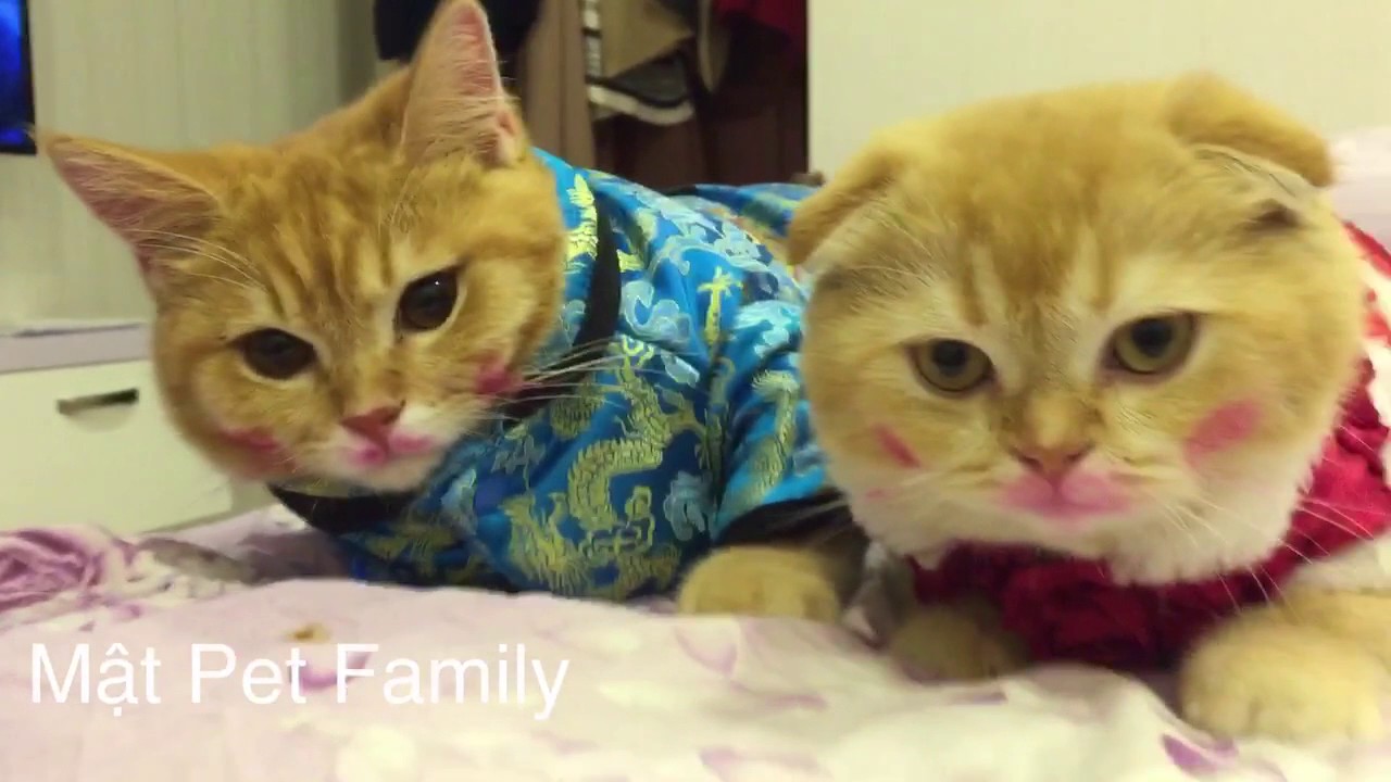 Cute Hết Sứccccc .. Mèo Tai Cụp Bị Sen Bóc Lột Sức Lao Động Kìa Bà Con -  Mật Pet Family - Youtube