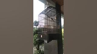 KAPAS TEMBAK MILIK BOSS ISTIMIWIR KUK