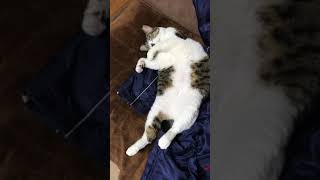 猫 里親 仙台 猫 里親 仙台