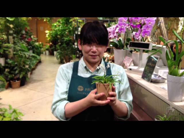 フウラン(風蘭)の育て方・日常管理 - YouTube