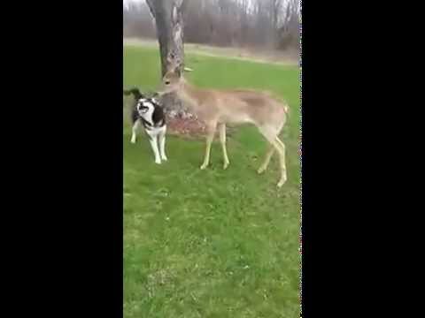 Huskies and Deer