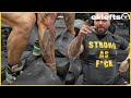 MOST MISUNDERSTOOD Movement | Strongman Log BREAKDOWN