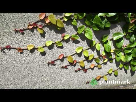 Видео: Ползучий инжир, растущий на стенах: прикрепление стелющегося инжира к стене