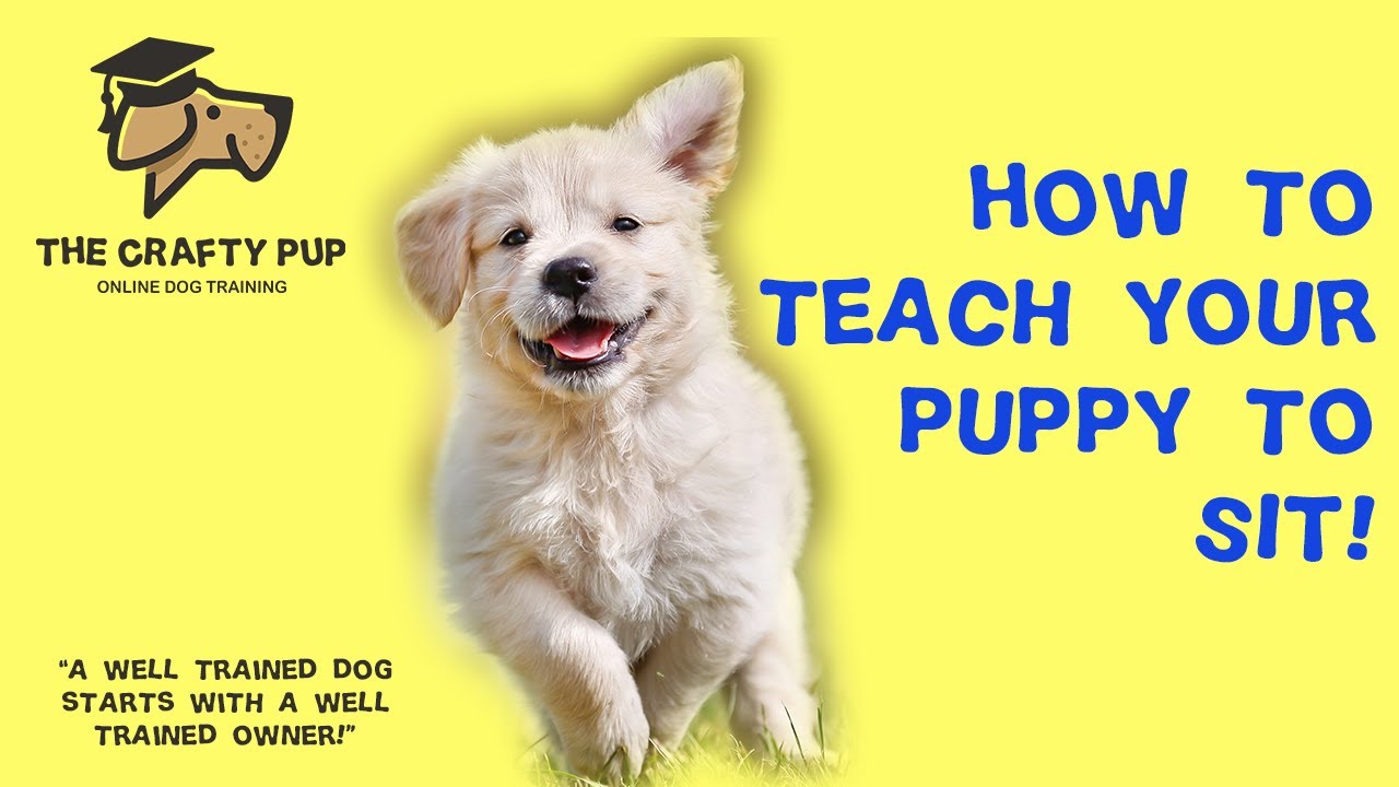 How to TEACH your PUPPY to SIT Step by Step Instructions YouTube
