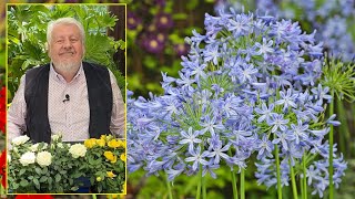 AGAPANTHES OU LIS BLEUS D’AFRIQUE, DES FLEURS POUR ENCHANTER L’ÉTÉ. Le quotidien du jardin N°192