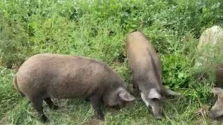 Pig moving day! Free food for pigs when you forage feed. Heres exactly how.